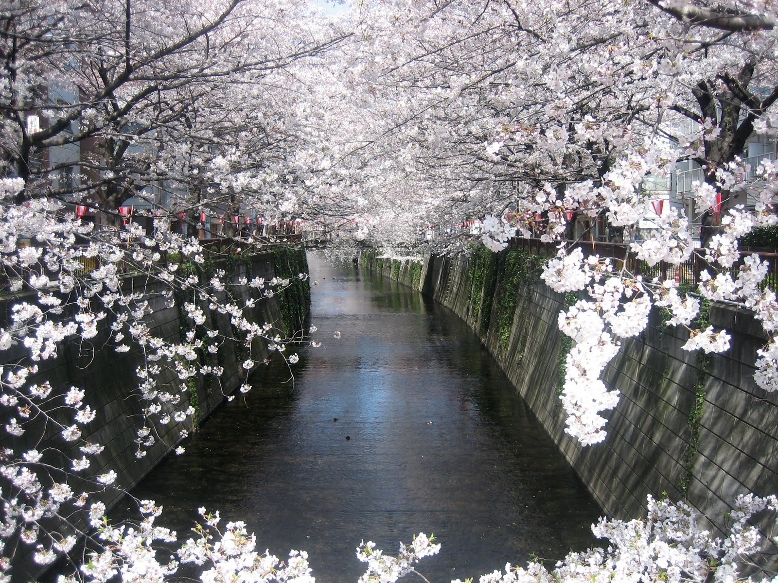 ��� ������ �� ������� Hanami Naka-Meguro.J